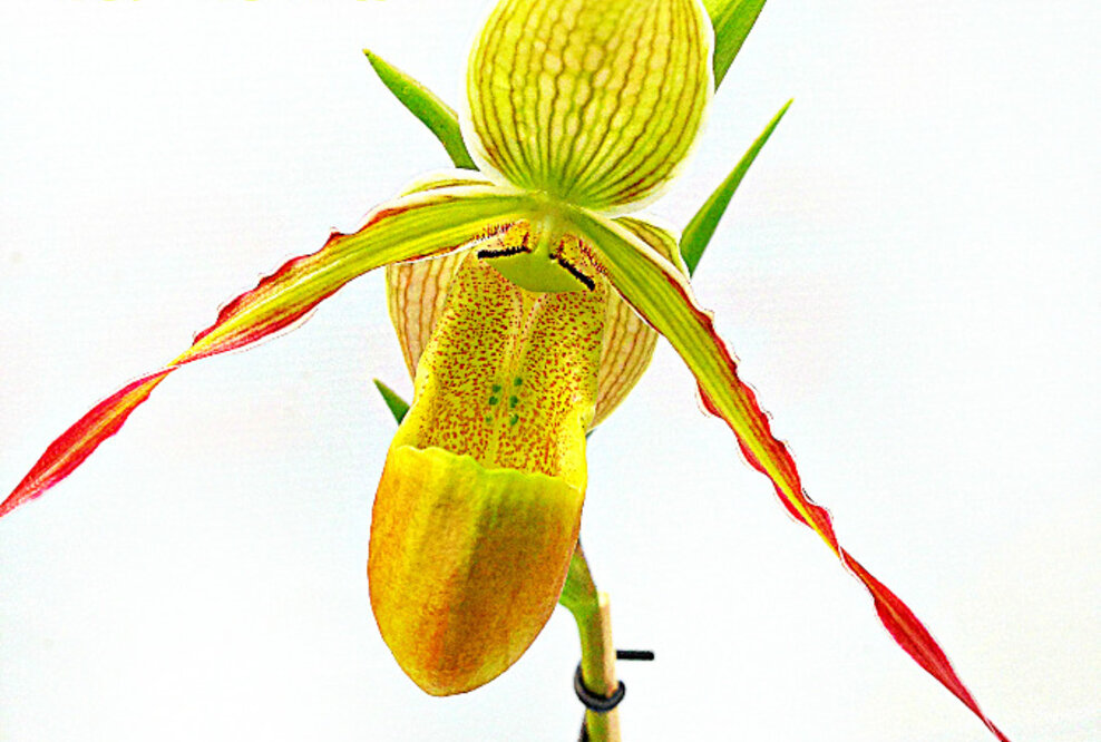 Internationale Orchideenwelt 2015 gedenkt des grössten Botanikers seiner Zeit - des Dresdeners Heinrich Gustav