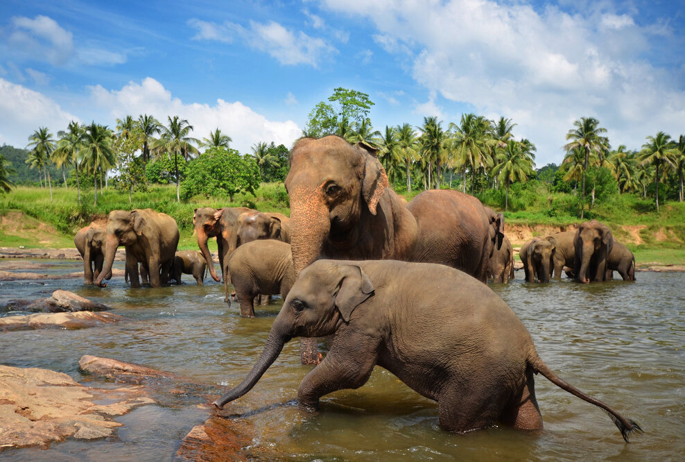 Traumstrände, Dschungel und acht Welterbestätten – Sri Lanka hat Reisenden viel zu bieten – Rundreise zu den Höhepunkten der Insel