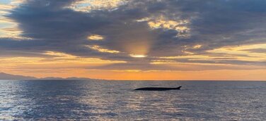 Wale zieht es zum Capo Sant’Andrea