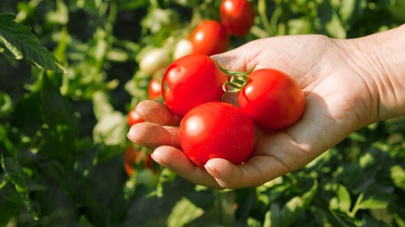 Saisonkalender für Obst und Gemüse: Tomaten jetzt im Juli und August frisch auf den Tisch