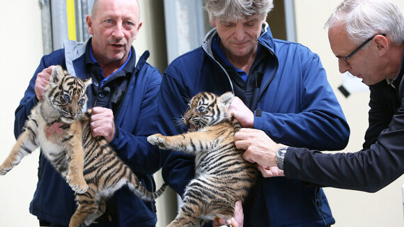 Zweifacher Tigernachwuchs im Königlichen Burgers&#039; Zoo: Zwillinge haben erste medizinische Kontrolle bekommen