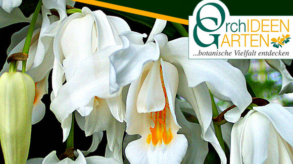 8. Kurpfälzische Orchideenschau in Mannheim präsentiert die Schneekönigin aus dem Orchideengarten