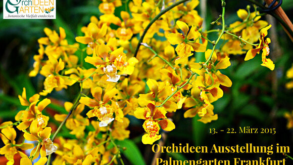 Eine Kaskade von lebenden Kofetti auf der Orchideen Ausstellung im Palmengarten Frankfurt