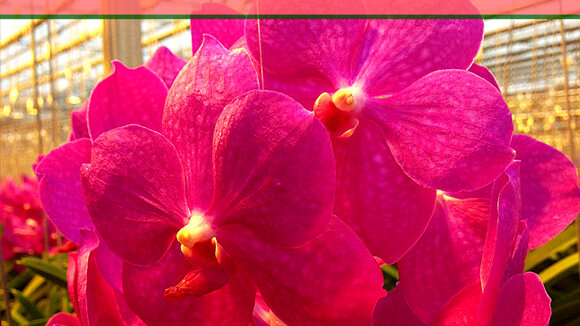 Mit Orchideen den Frühling einläuten in der Biosphäre Potsdam