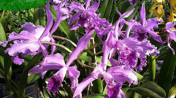Mezzocorona Expro - Orchids&Wine - Orchideengarten Karge