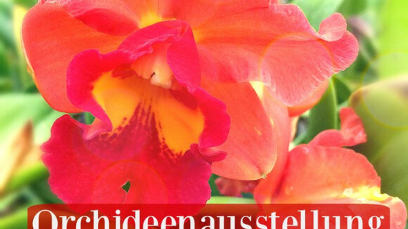 Faszination Orchideen im Botanischen Garten Potsdam mit aussergewöhnlicher Lycaste aus dem Orchideengarten Karge