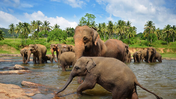 Traumstrände, Dschungel und acht Welterbestätten – Sri Lanka hat Reisenden viel zu bieten – Rundreise zu den Höhepunkten der Insel